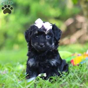 Layla, Havapoo Puppy